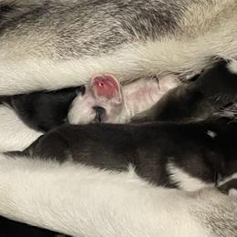 Siberian Husky Puppies from McDonald's Homegrown Huskies