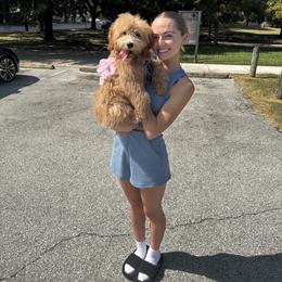 Goldendoodle Puppies from Suntini’s Goldendoodles