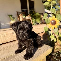 Dolly - Black female Miniature Schnauzer puppy in Silver Creek, Mississippi from Mamie’s Minis, LLC