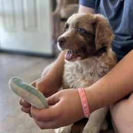 Rigatoni Girl 4 - Red merle female Australian Shepherd puppy in Johnson City, Tennessee from St. Isidore Australian Shepherds