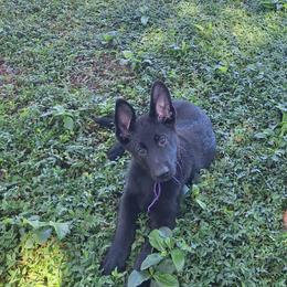 Ivan vom LegendLand - Black male German Shepherd puppy in Hillsborough County, Florida from Vom Legend Land