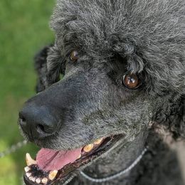 Poodles from Misfire Kennel