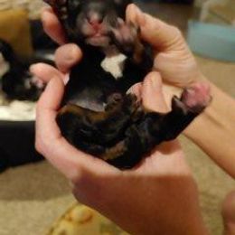 Bernedoodle Puppies from Kiya's Bernedoodles