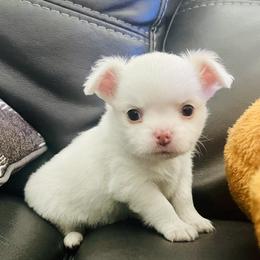 Benny the Bunny - Cream and white male Chihuahua puppy in Summerfield, Florida from Impeccable's Boutique & Ethical Breeder for the educated & discriminating ONLY