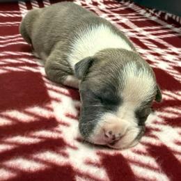 James - Blue brindle male American Staffordshire Terrier puppy in Clintwood, Virginia from SkyBlue Kennel