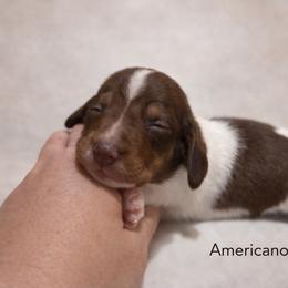 Americano - Piebald male Dachshund puppy in Deming, New Mexico from FoxieDoxies of New Mexico