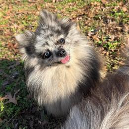 Harringtons Lil Sky Blue - Pomeranian