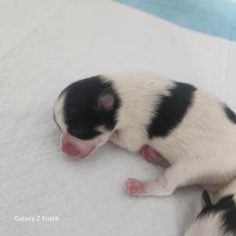 Black Tri-Parti 3,500 dollars - Black and tan parti female Pomeranian puppy in Amelia, Ohio from Boujee Puff Poms