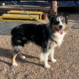 indy - Australian Shepherd