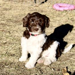 Australian Labradoodle Puppies from Oodles Of Fluffy Doodles