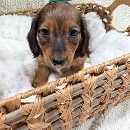 Dolly(AKC) - Red female Dachshund puppy in Mansfield, Missouri from Owens Farm