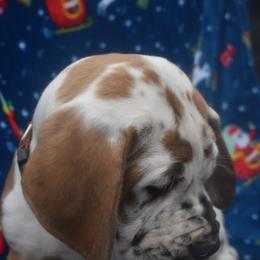 Great Dane Puppies from Big Tex K9 Konnection