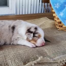 Cookie Dough - Australian Shepherd puppy in Powell, Wyoming from Waterworth Australian Shepherds