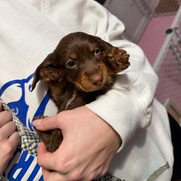 Rudolph AKC - Chocolate and tan male Dachshund puppy in Erie, Michigan from Champagne’s Grinch Toe’d Dachshunds