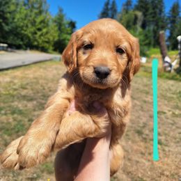 Splash - Dark golden female Golden Retriever puppy in Tenino, Washington from Oak River Goldens'