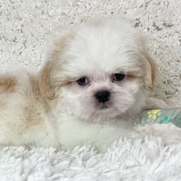 AKC Ollie - White male Shih Tzu puppy in Greenville, South Carolina from Babyface Shih Tzu