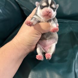 Aspen - Tri-color female Pomsky puppy in Aberdeen, Idaho from Willow Creek Cresteds
