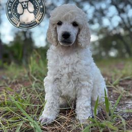 Lumen - White male Poodle puppy in Spring Hills, Florida from The Olympus Standard Poodle