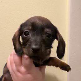 Helena - Wild boar female Dachshund puppy in Livingston, Kentucky from Illyria Dox & GSD