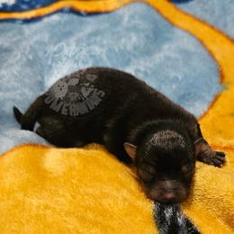 Pepper's All Apologies - Apollo - Black and tan male Pomeranian puppy in Plant City, Florida from Pepper's Pomeranians