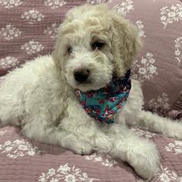 Goldendoodle Puppies from Hani's family
