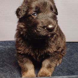 Shiloh Shepherd Puppies from Orchard Hills Shilohs