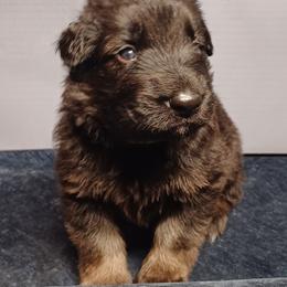Shiloh Shepherd Puppies from Orchard Hills Shilohs