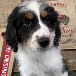 7 - Black tri-color male Aussiedoodle puppy in Tenino, Washington from Silvercreek Aussies and Aussiedoodles