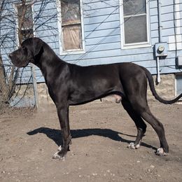 Atlas - Great Dane