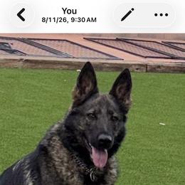 Jax - German Shepherd
