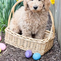 Goldendoodle and Poodle Puppies from Your Elite Pup