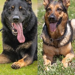 German Shepherd puppies from Von Plateau