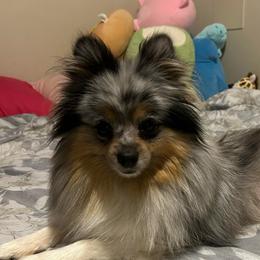Roxy - Pomeranian