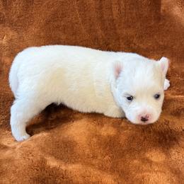 Sierra - White female Pomsky puppy in Winchendon, Massachusetts from Mountain View Pomskies