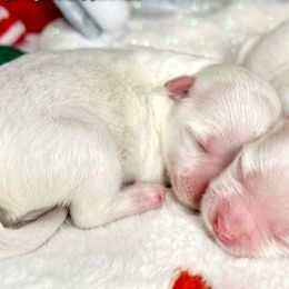 Maltese and Yorkshire Terrier Puppies from TLC Kennels TenderLittleCuties