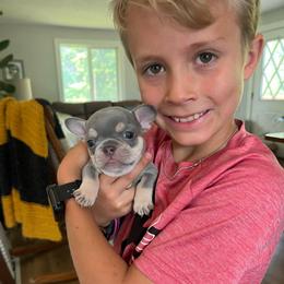 Bashful - Blue fawn female French Bulldog puppy in Rathdrum, Idaho from Smart Pomskies and Frenchies