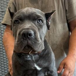 Brown Collar - AKC and ICCF Champion Sired Boy - Gray male Cane Corso puppy in Gorman, Texas from McOmber Country Kennels