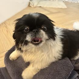 Pekingese, Poodle, and Shih Tzu All Grown Up from Happy puppies