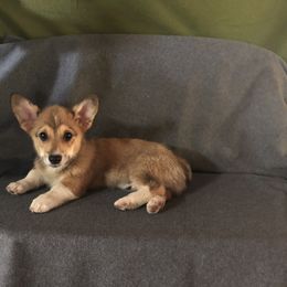 "BA" Pembroke Welsh Corgi Puppies from CircleKbar Corgis