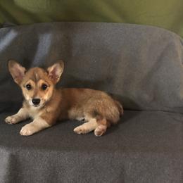 "BA" Pembroke Welsh Corgi Puppies from CircleKbar Corgis