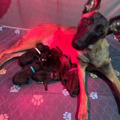 Male 1 - Fawn male Belgian Malinois puppy in Lawtey, Florida from Berserker Malinois Kennel