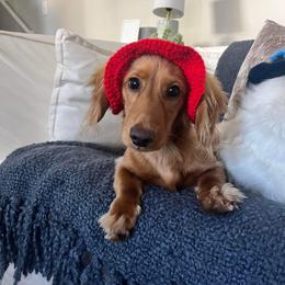 Dachshund Puppies from Monahan Dachshunds