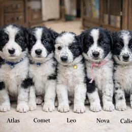 Australian Shepherd and Great Dane Puppies from AEW Farm