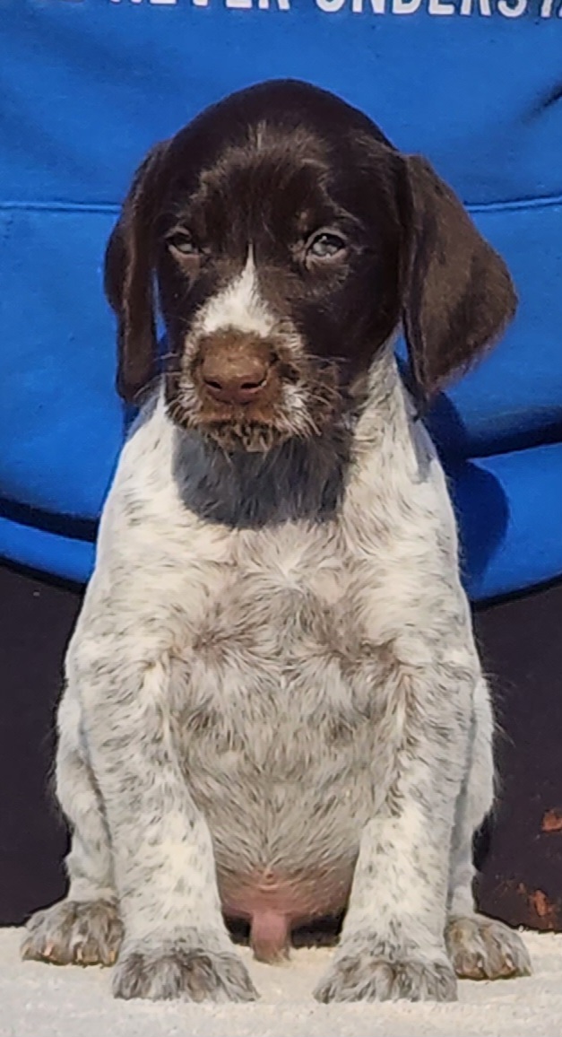 Bilbo - Liver and white German Wirehaired Pointer puppy in Wellston, Ohio from Blue Line GWPs