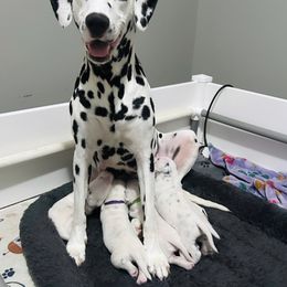 Dalmatian Puppies from Green Acre Dalmatians