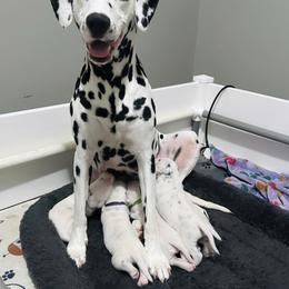 Dalmatian Puppies from Green Acre Dalmatians