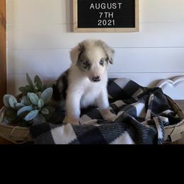 Australian Shepherd Puppies from Ozark Mountain Aussies
