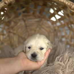Mr Blue - Light golden male Golden Retriever puppy in Morrill, Kansas from Grimm Girls Farm