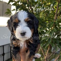 Gabriella - Tri-color female Bernedoodle puppy in Saratoga Springs, Utah from Saratoga Springs Doodles