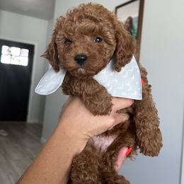 Cavapoo Puppies from Gingers Cavapoo’s